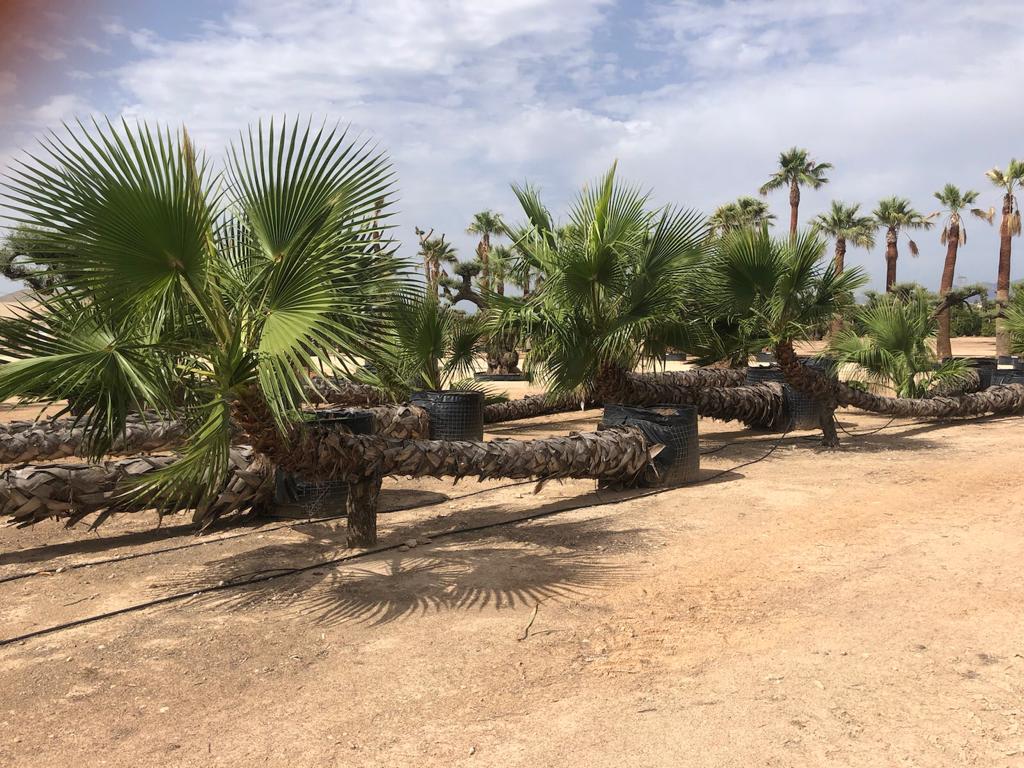 Palmera en un vivero
