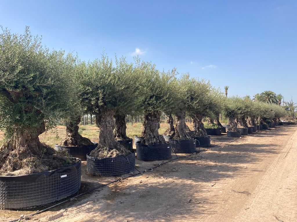 Olivos autóctonos en fila