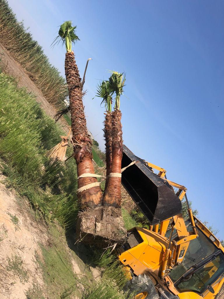 palmeras