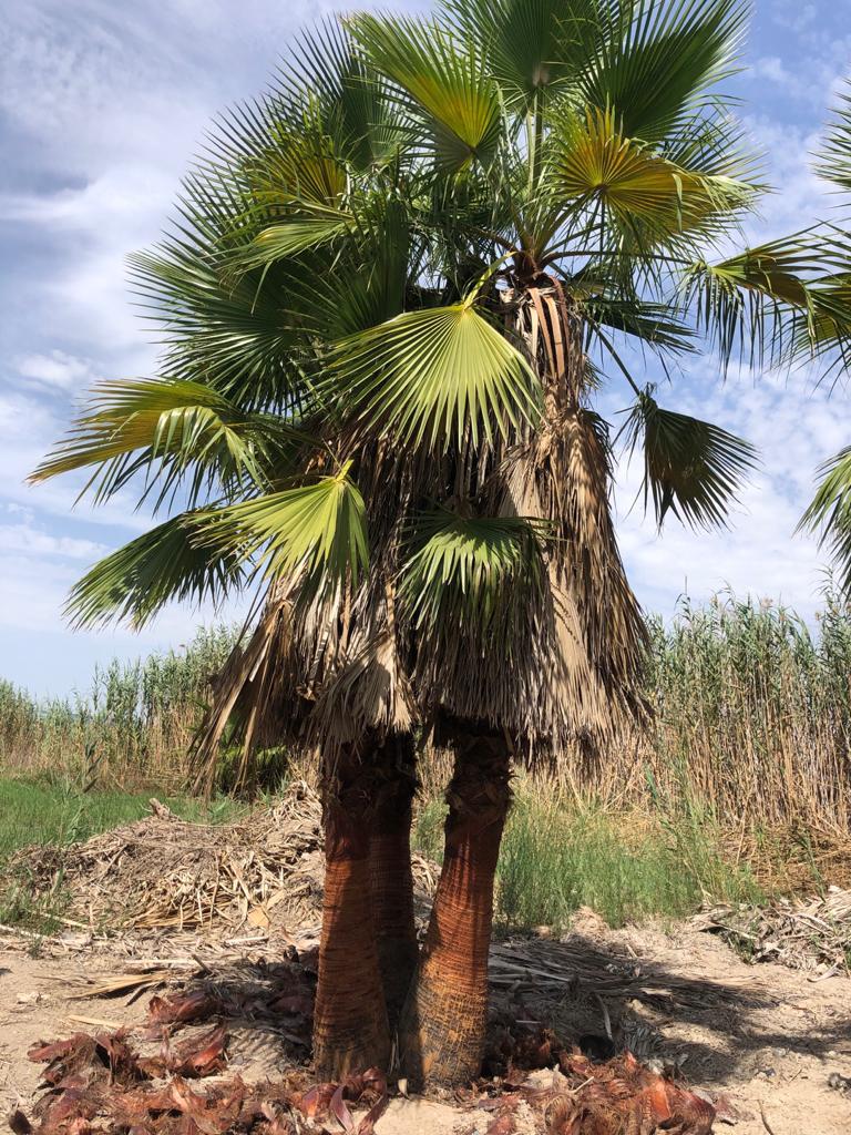 palmeras