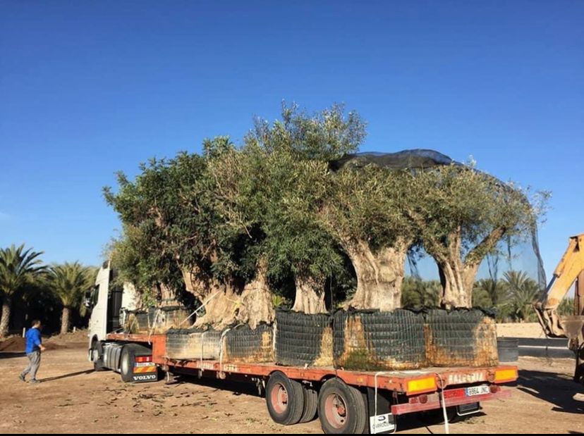camion remolcando olivo