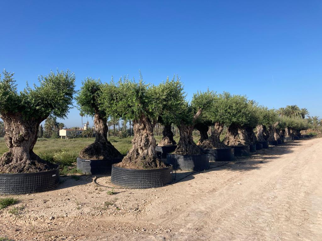 Olivos autóctonos en fila