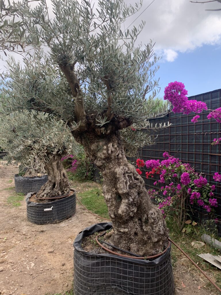 Olivos autóctonos en fila