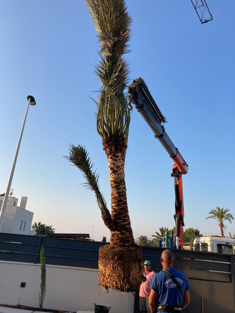 Palmeras plantadas en un jardin