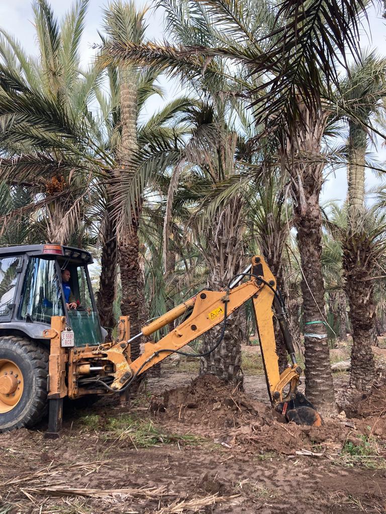 Excavadora arrancando palmera del suelo