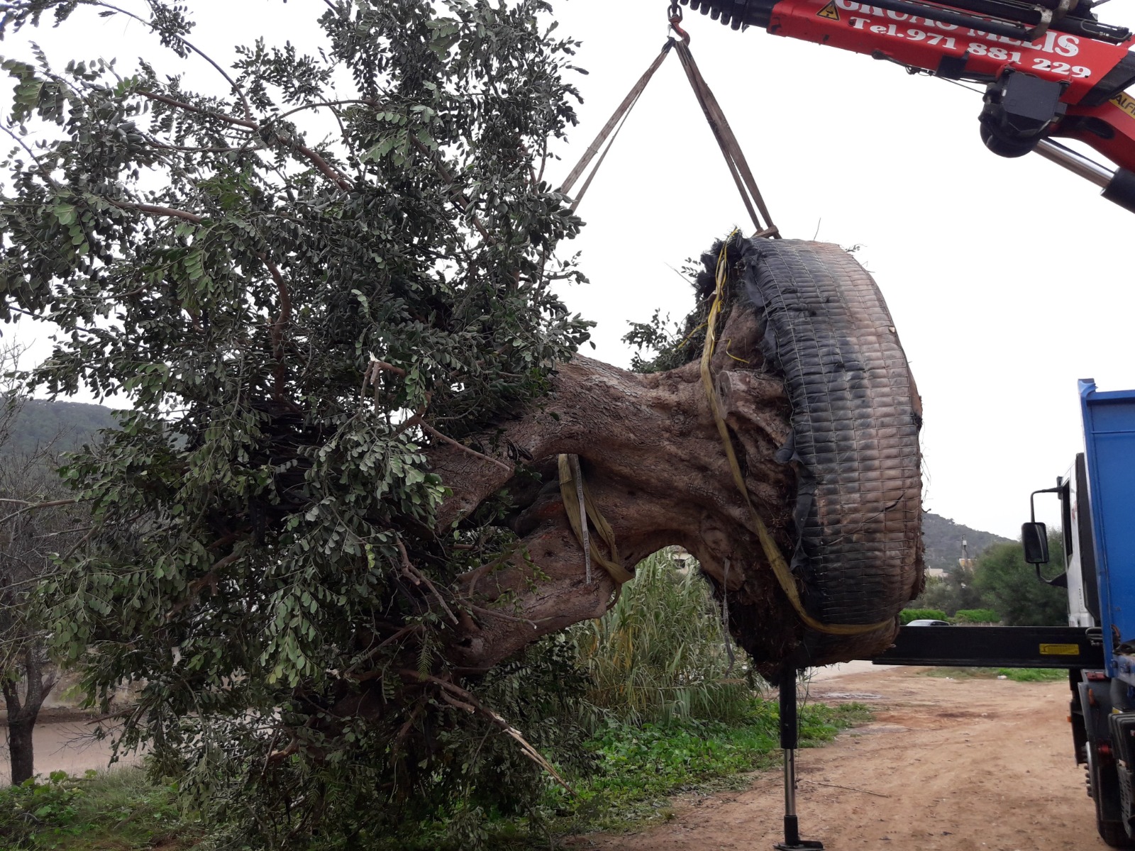 Recuperación de un olivo