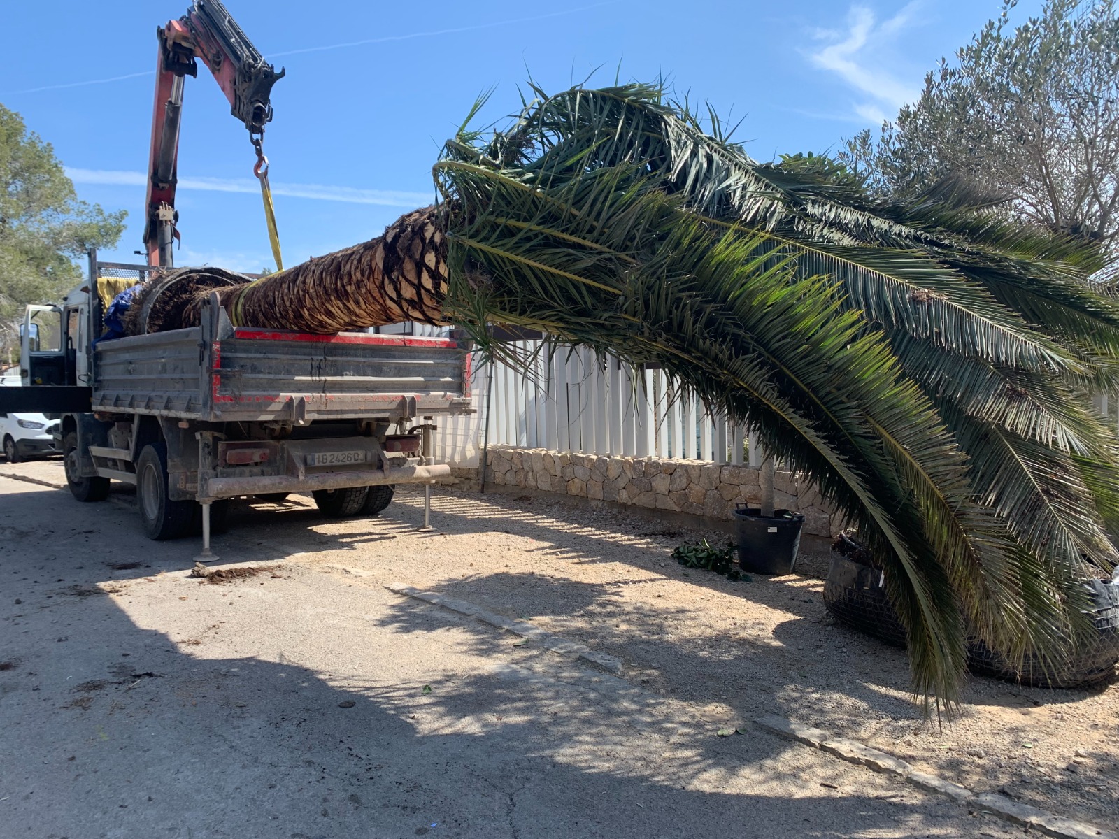 Camión transportando palmera