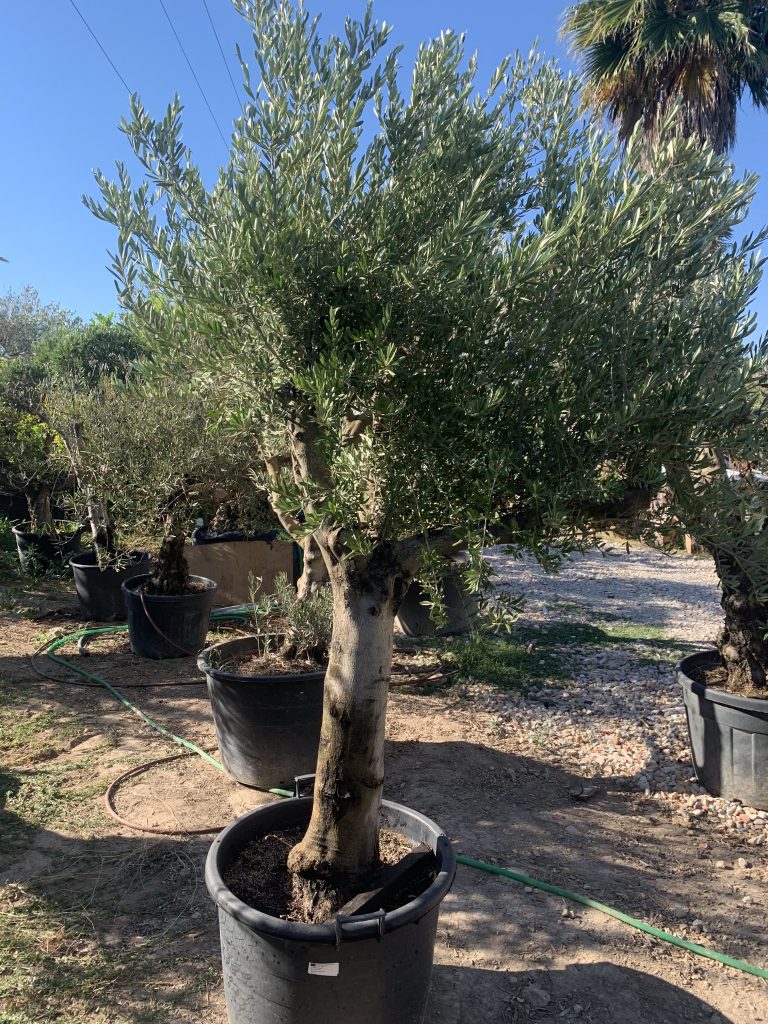Olivo joven