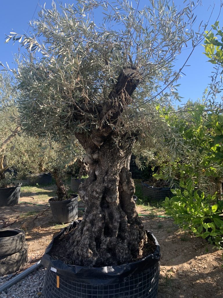Olivos autóctonos en fila