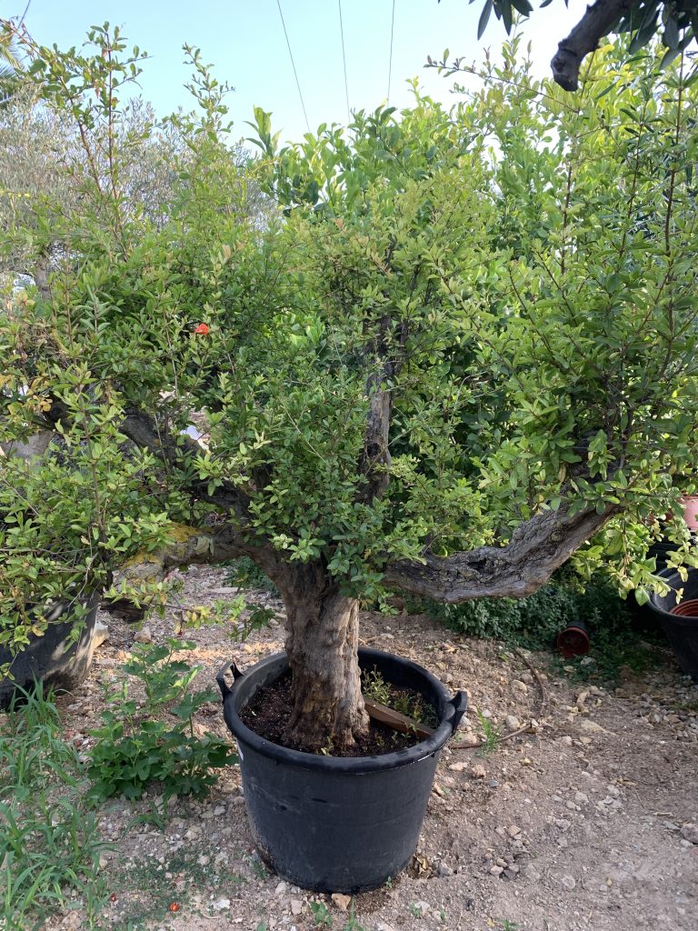 Árboles podados en Mallorca