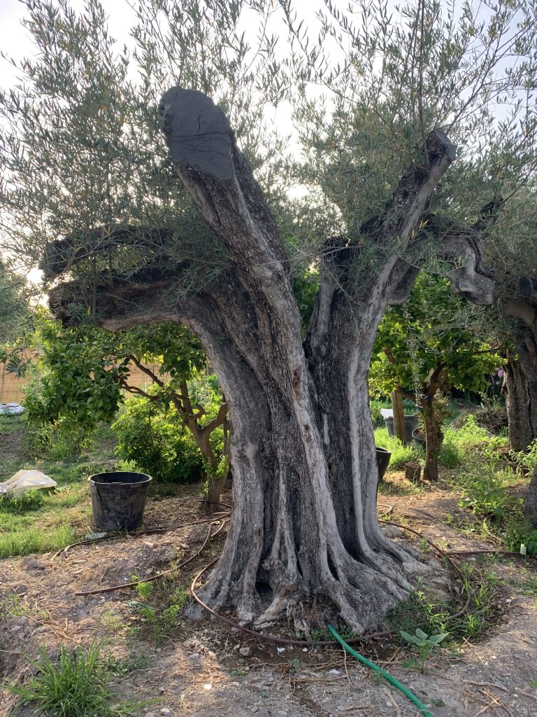 olivo ejemplar